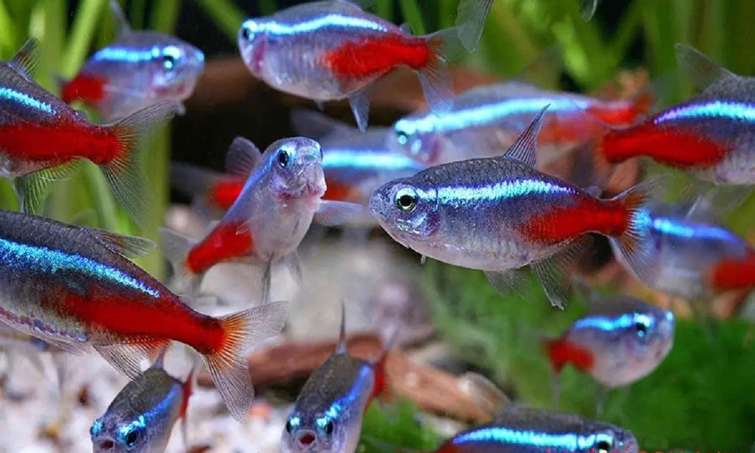 Panduan Lengkap Cara Merawat Ikan Neon Tetra dengan Baik